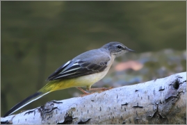 <p>KONIPAS HORSKÝ (Motacilla cinerea) /Grey wagtail - Gebürgsstelze/</p>